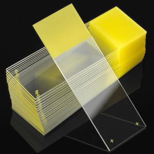 Microscope Slide